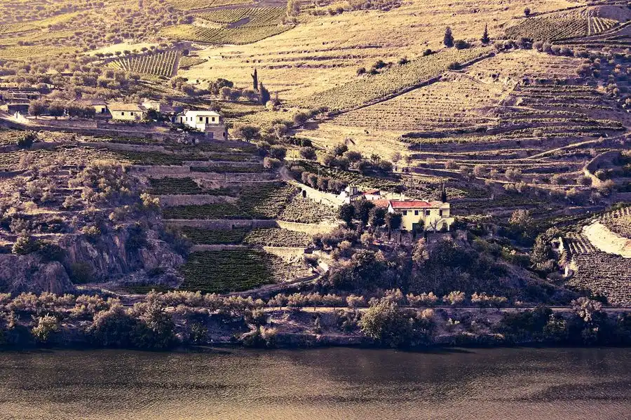 Viñedos en terrazas dorados del valle del Duero sobre el río en un tour vinícola desde Oporto