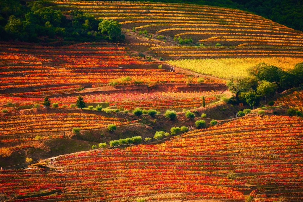 Vineyards in douro river valley in portugal portu