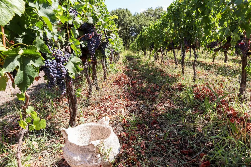 What 15 Wines and Two Regions Actually Look Like